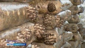 Грибное царство ставропольского  Предгорья