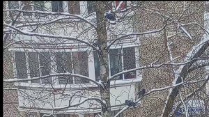 Стайка голубей на березе в снегопад. 2026_02_12_134145104