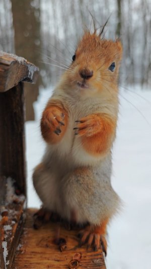 Белка у кормушки