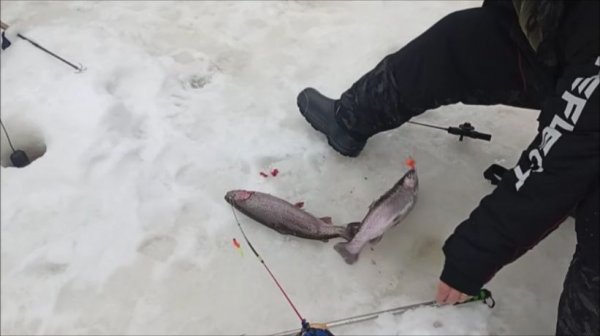 Поимки, сходы, обрывы. Спорт-зона. Клёвое место Лосиный остров.