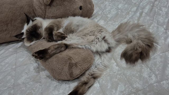 Сладкий сон смотреть онлайн