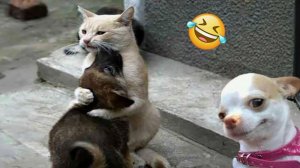 Видео приколы Забавные видео с кошками и собаками. Подборка приколов