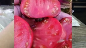 Сорта томатов на сезон 2026 . Новинки от Билла Йодера,  Бреда Гейтса и др