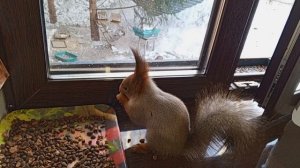 дружок белка