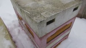 февраль, пчела Монтикола, смотрю необходимость зимнего подсиливания отводков , 13.02.2026