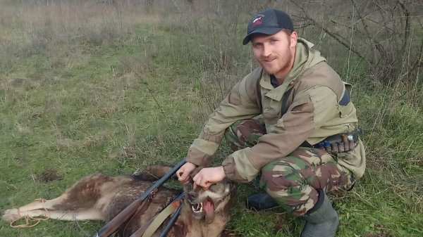 Охота на волка