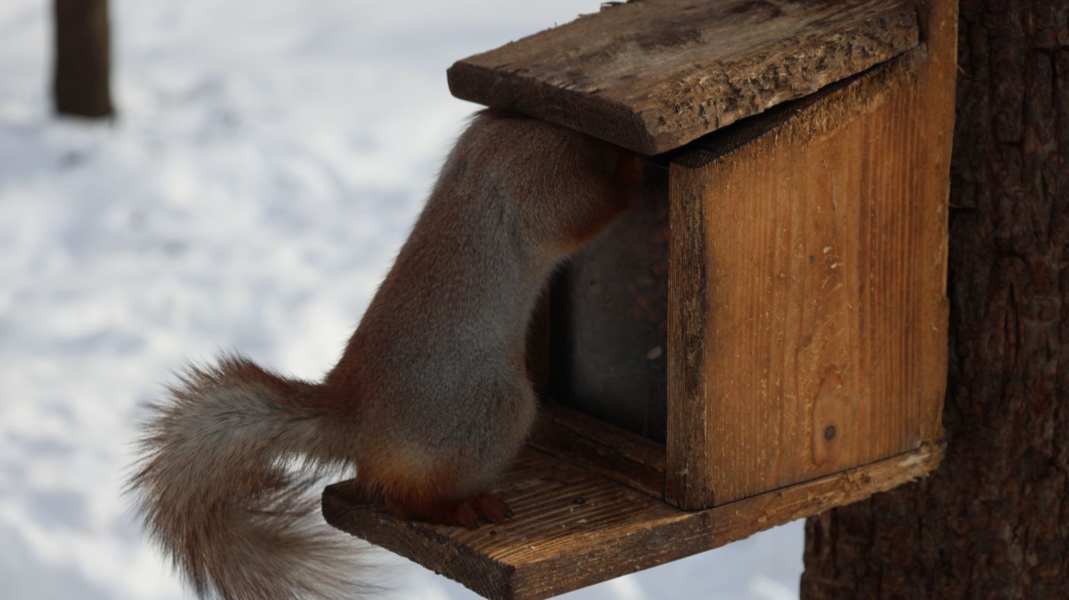 Знакомая белка у кормушки. Зарисовка смотреть онлайн