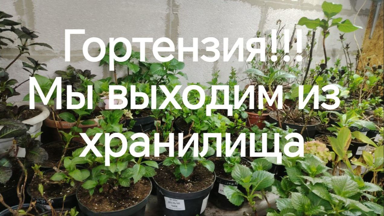 Гортензия! Мы выходим из хранилища!