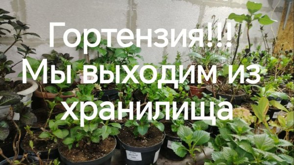 Гортензия! Мы выходим из хранилища!