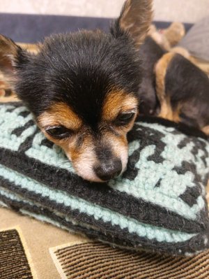 Заходи быстрее тут 🐶🐾СоБаЧкА🐶☺💋🐾