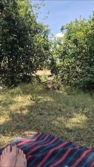 Дикие обезьяны готовы набросился на туристов, лишь бы получить еду