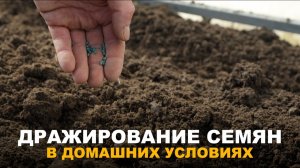 ДРАЖИРОВАНИЕ СЕМЯН, ЭКОНОМИЯ ВРЕМЕНИ НА УЧАСТКЕ. Как дражировать семена просто и эффективно.