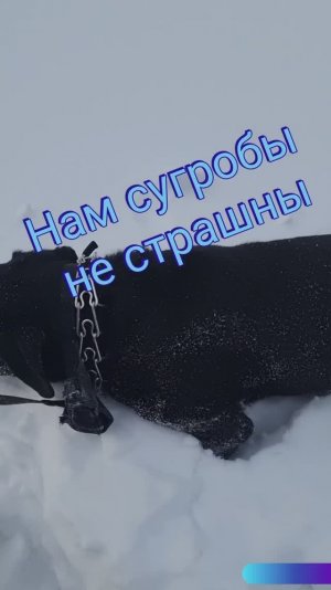 По сугробам пёс скакал