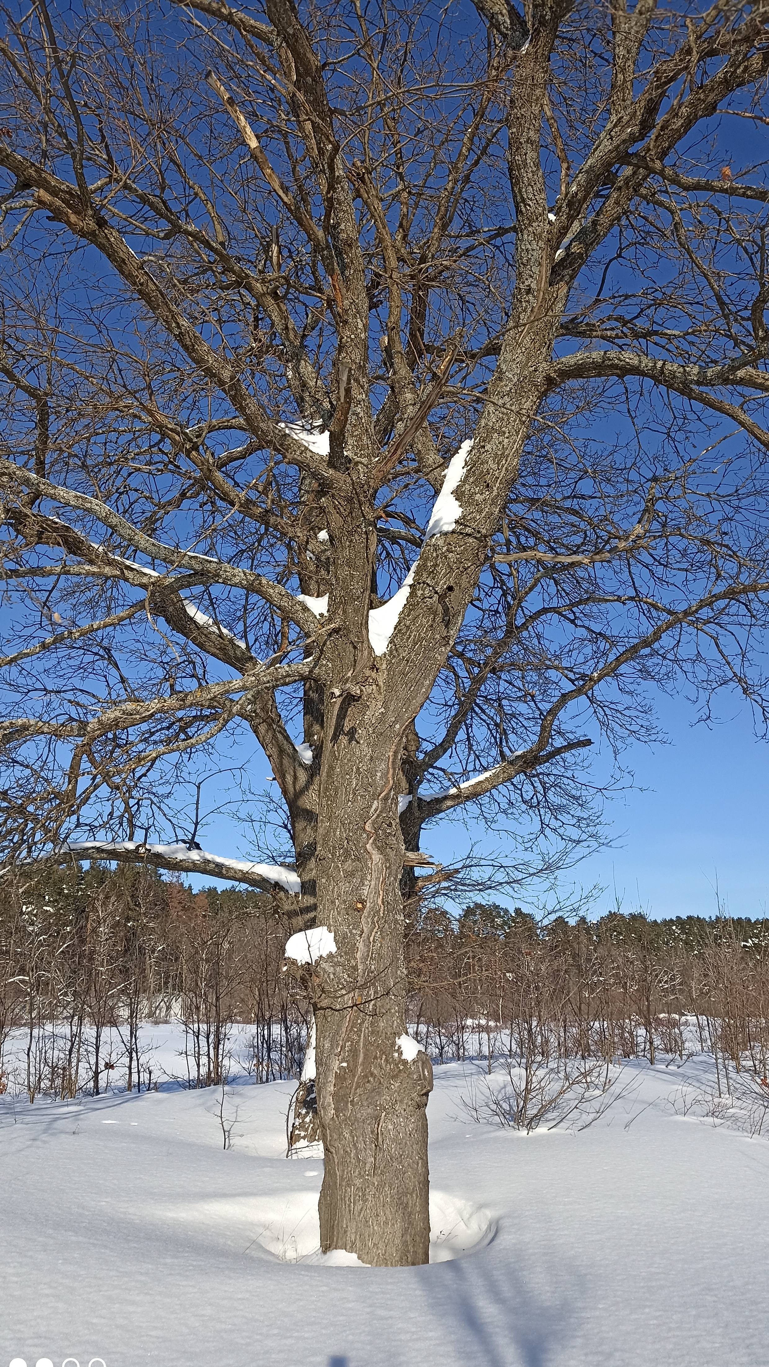 Спокойствие зимнего сна дубов-великанов.