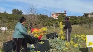 В Абхазии раньше срока зацвела мимоза