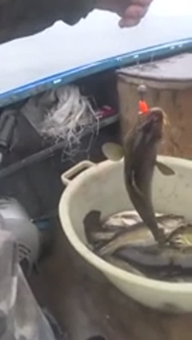 Клюнула так, что чуть не вылетел с катера! shorts