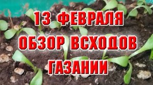 13 февраля. Газания. Какая хорошо растет, а какая плохо