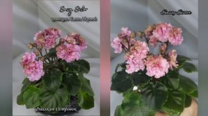 фиалка Sassy Sister