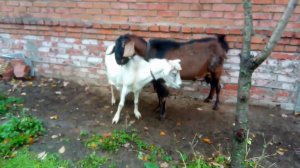 Ну почему ко мне ты равнодушна?