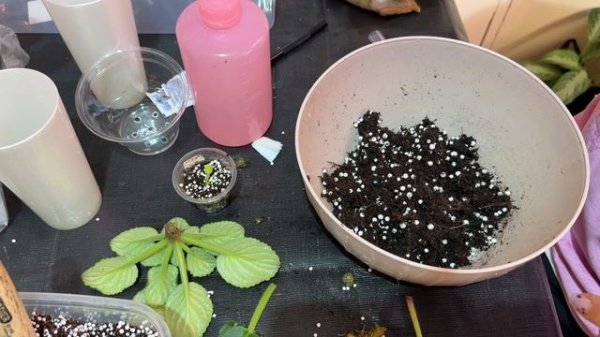 Спасаю фиалки от ужасного грунта.