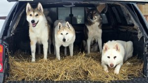 В день святого Трифона