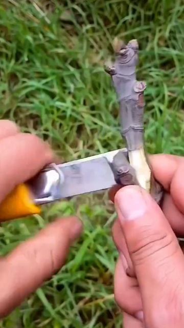 Правильная прививка инжира | Маленькие Сады | Ростов-на-Дону