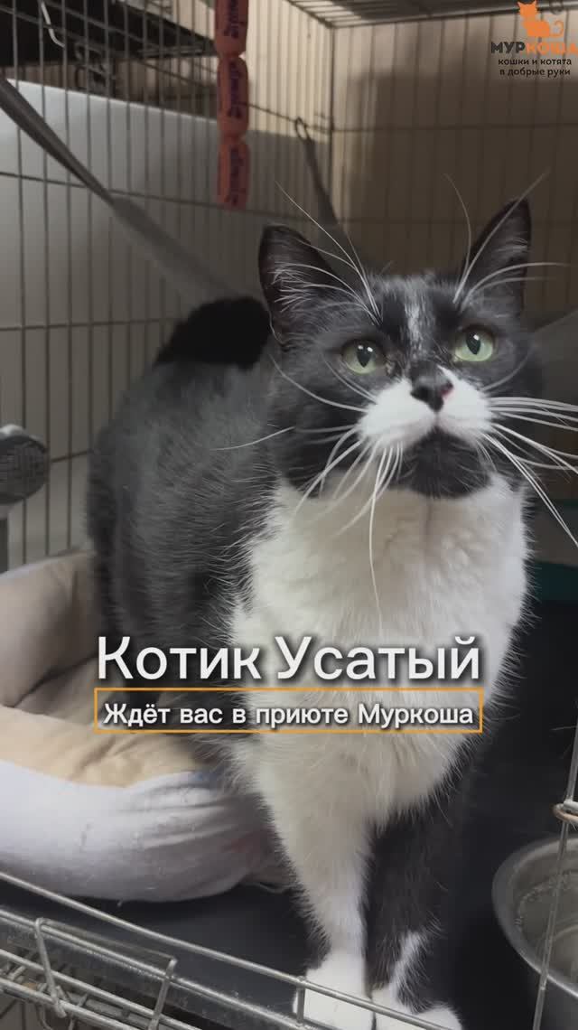 Усатый ждёт вас в приюте #Муркоша смотреть онлайн