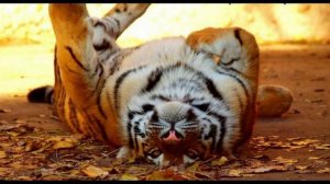 Ролевые игры в зоопарке