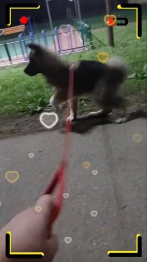 American akita 2 мес