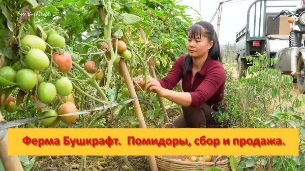 Ферма Бушкрафт в Пханге. Вьетнам. Помидоры, сбор и продажа.