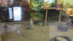 140226г обед мангустов [get.gt]