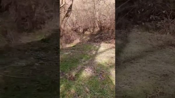 Кипарисовое озеро Сукко: все первоцветы занесены в Красную книгу Краснодарского края. Штраф до 5000₽