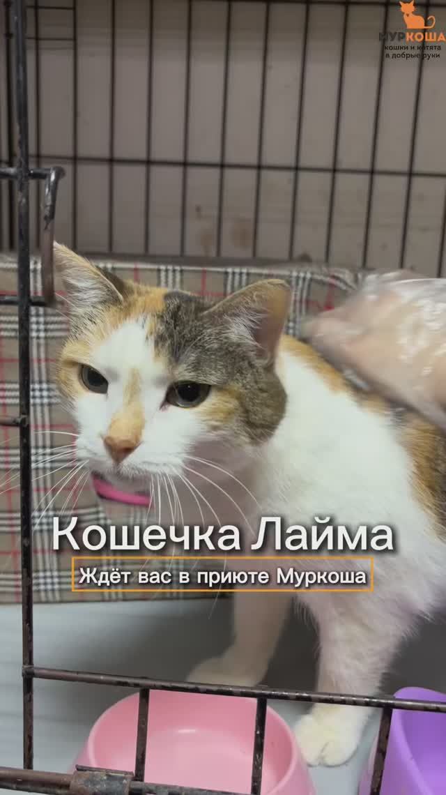 Лайма ждёт вас в приюте #Муркоша смотреть онлайн