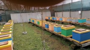 К ревизии готов! Первая весна в этом году для пчёл!