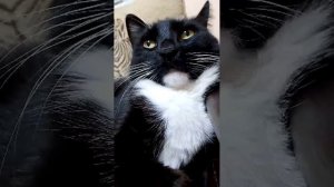 просто мой кот