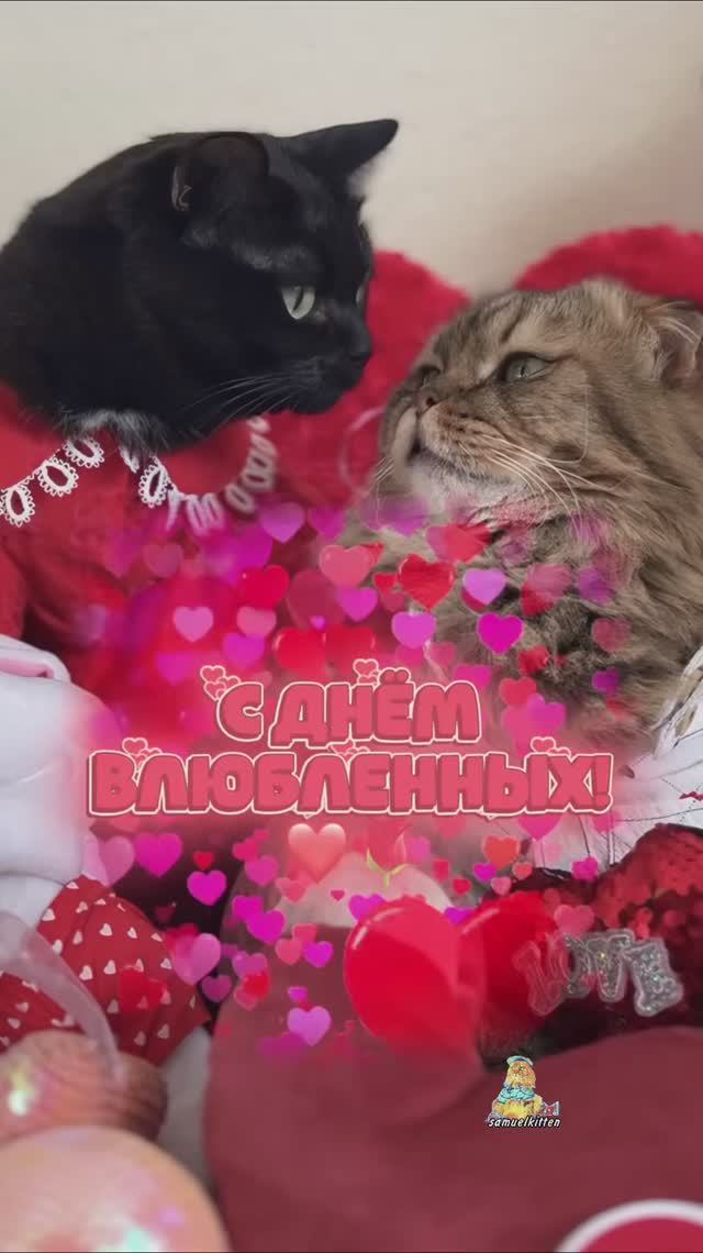 С Днём Святого Валентина!❤️😻 #котики #деньвлюбленных