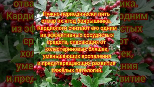 Чистит сосуды боярышник