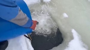 Запуск форели