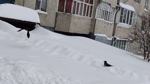 🧤🌨️снежные дни/уборка снега🌨️🩵снег🩵снег🌨️снег смотреть онлайн