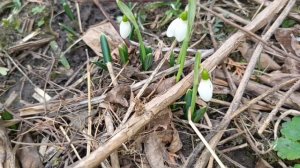 Зацвели подснежники в Кисловодске! 14 февраля 2026