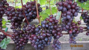 20.08.2025. Виноградный винегрет на даче Сергея Дьякова г. Липецк. (Часть 1).