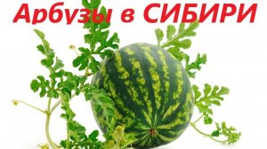 Арбузы в сибири, пробуем вырастить) Немного лета для вас в эти зимние вечера)