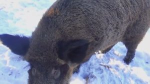 Кабаны пришли в деревню на Селигере.