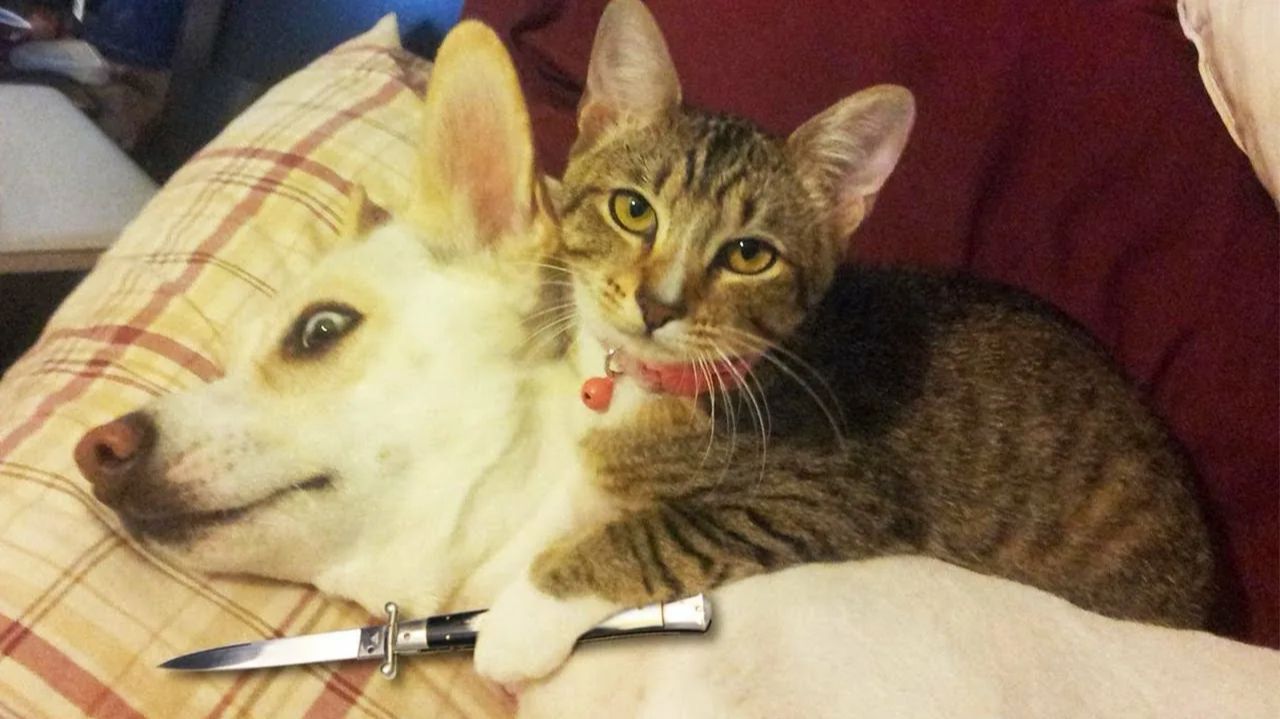 Смешные и забавные животные 😻😺 Лучшие приколы с животными 🐶 Подборка забавных животных смотреть онлайн