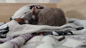 УРОК ОРКСЭ ОТ БУСИ И ЮТЫ