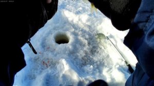 Спортивная ловля ерша