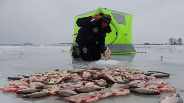 БОРА - МОНСТР, ЧЕРПАЮ НА ВСЕХ КРЮЧКАХ. КРУПНАЯ ГУСТЕРА НОЧЬЮ. Рыбалка с ночёвкой в палатке на льду.