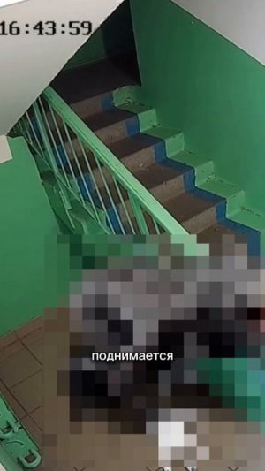 Что это за существо? 🙀 #кот #кошка #котики #животные #ужасы #страшно #ужастик #67kid