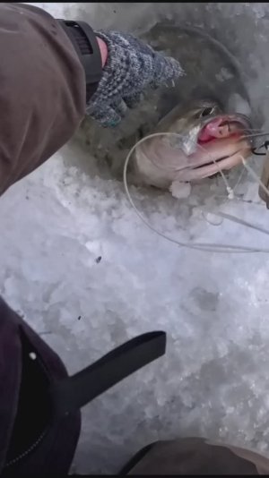 Верхогляд попался.