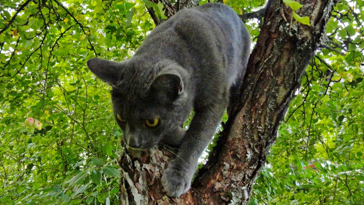 Беспокойный кот